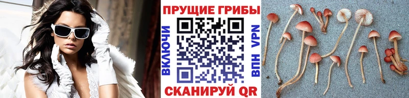 Галлюциногенные грибы GOLDEN TEACHER  Шелехов 